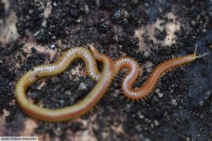 Centipede Facts – Your Complete Guide To Centipedes Environment