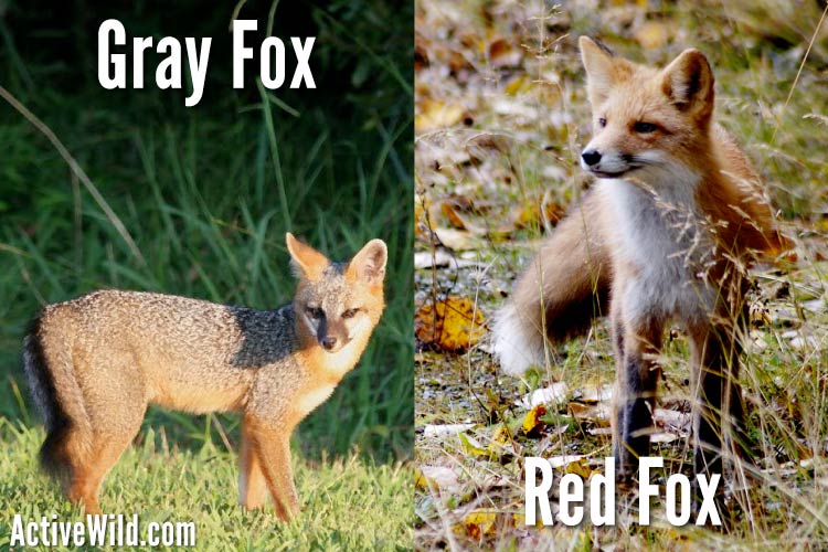Gray Fox Vs Red Fox Key Physical And Behavioral Differences