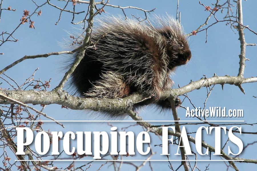 Porcupine Facts, Species, Diet, Habitat, Fun Facts On Porcupines