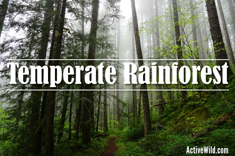 temperate rainforest biome facts