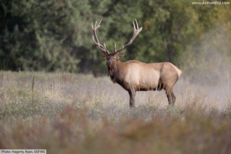 Bull elk antlers