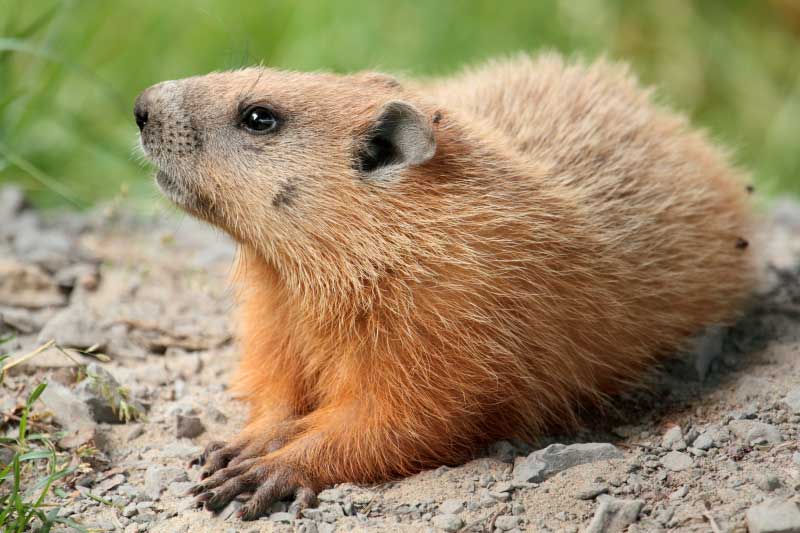Groundhog Facts Pictures Information Woodchuck Marmota Monax
