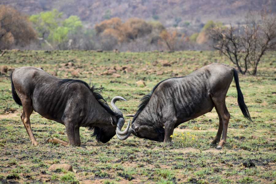 blue wildebeest fighting with horns