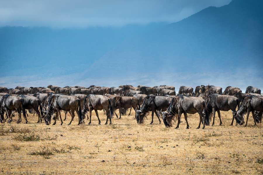 Blue Wildebeest Migration Facts The World s Largest Land Migration