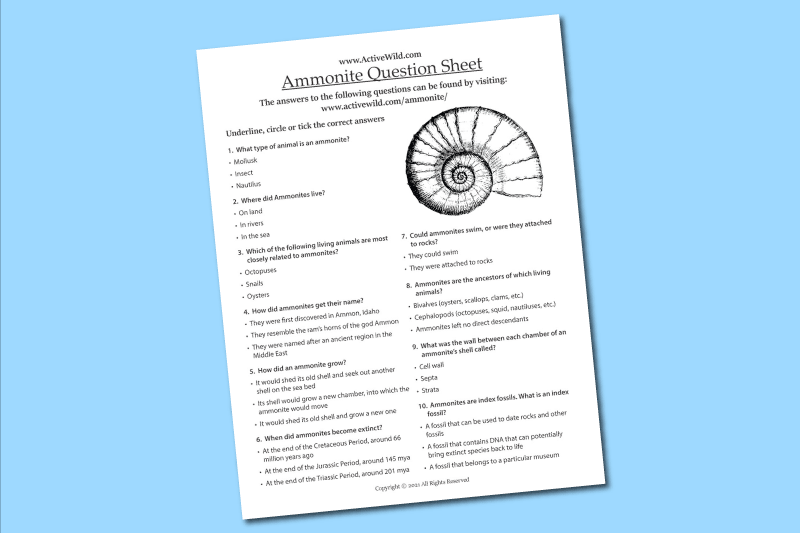 Ammonite worksheet
