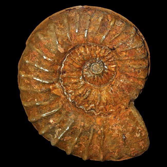 Mortoniceras inflatum Ammonite
