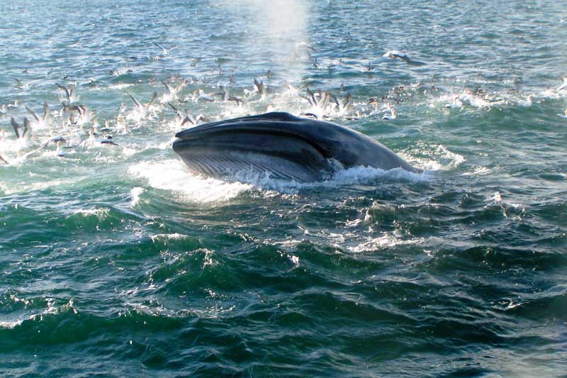 Bryde's Whale surfacing