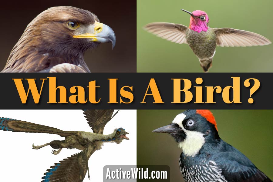 What Is A bird? What Type Of Animal Is A Bird & How Birds Evolved