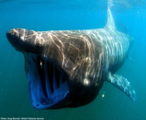 Shark Life Cycle & Shark Reproduction: How Do Sharks Reproduce?