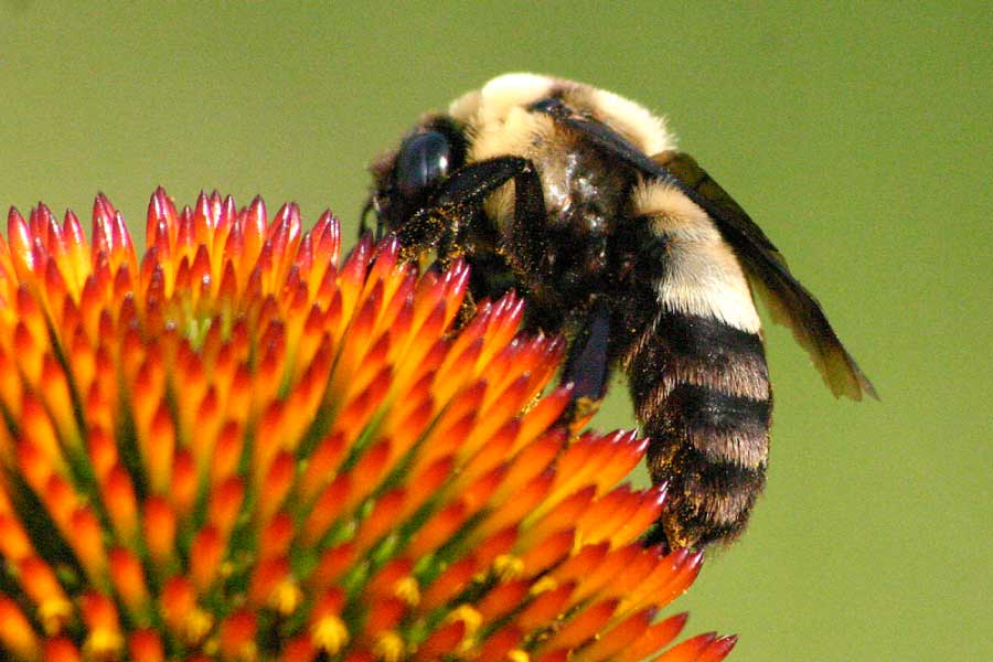 Bombus fraternus / southern plains bumblebee