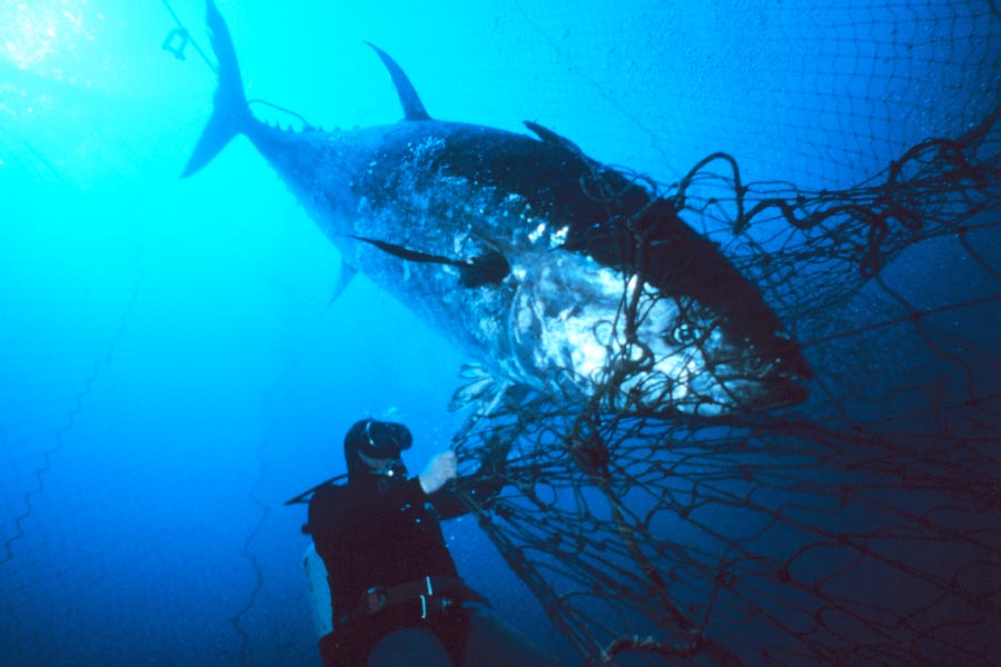 Endangered Atlantic Bluefin Tuna