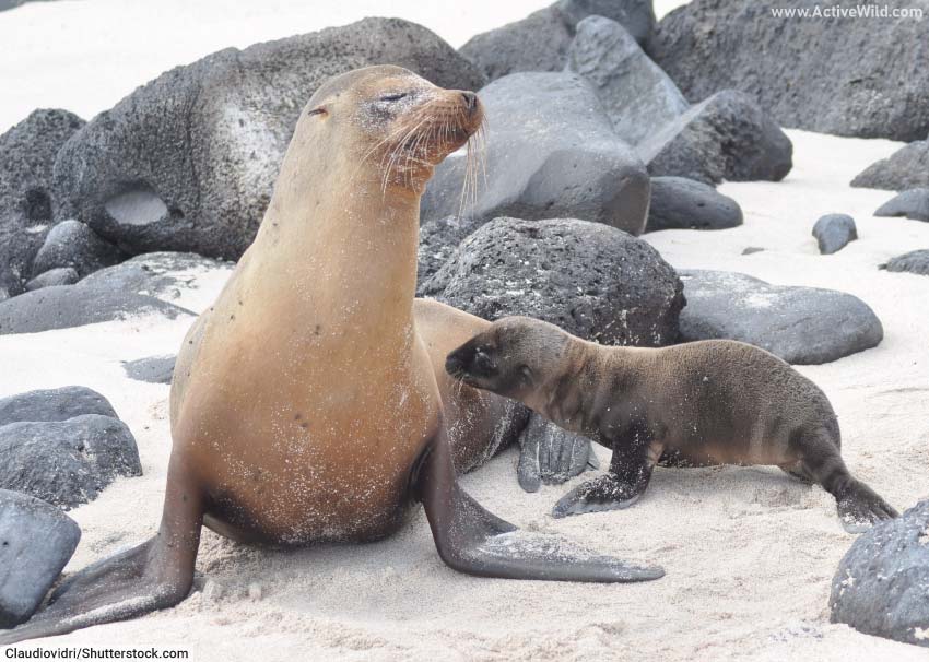Galapagos Islands Animals Interesting Species Found On The Islands