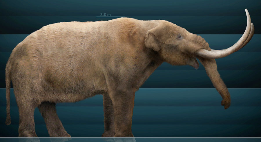 Animals Of The Stone Age List With Pictures & Facts