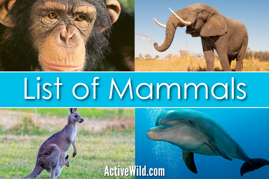 List Of Mammals With Pictures Facts Examples Of Mammal Species