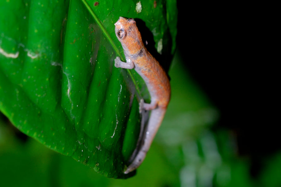 Nauta Salamander