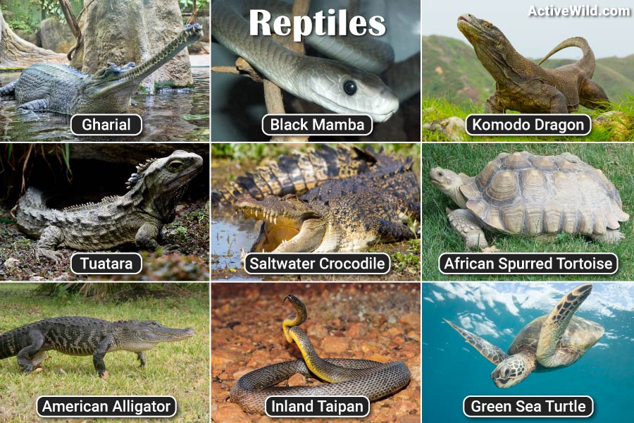 List Of Reptiles With Pictures & Facts: Examples Of Reptile Species