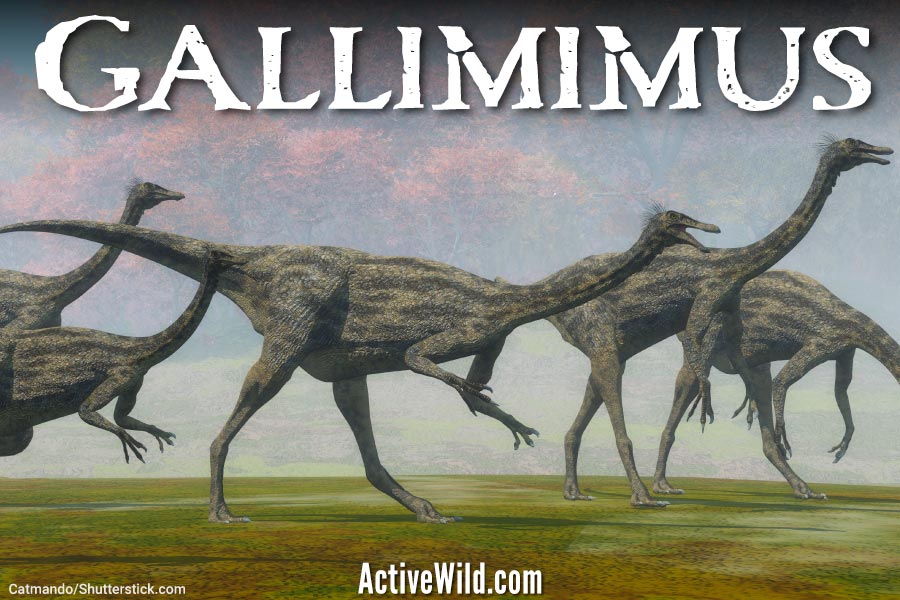 Gallimimus Facts