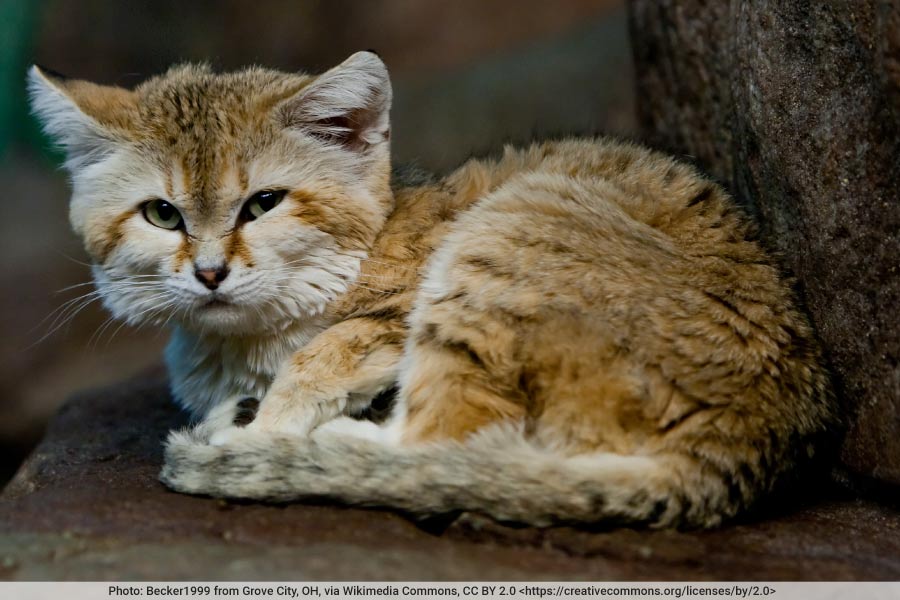 Sand Cat Facts, Pictures, Information. Desert-Living Cat Species