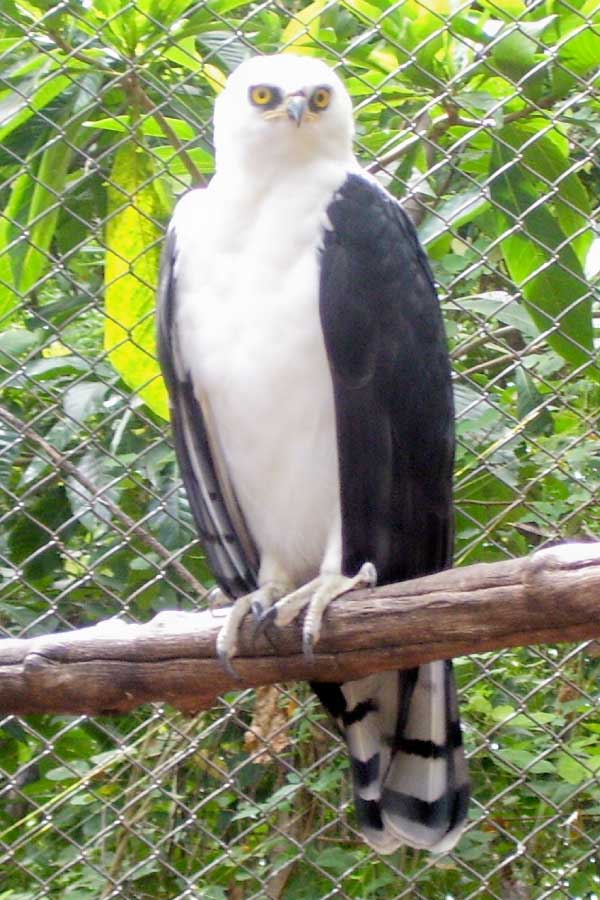 Black And White Hawk Eagle