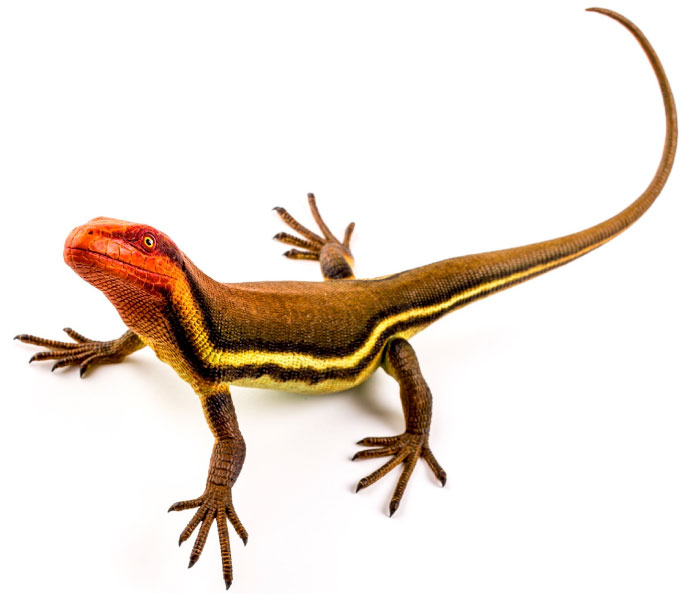 Hylonomus Early Reptile