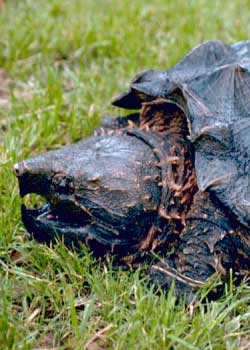 animal of the week - alligator snapping turtle