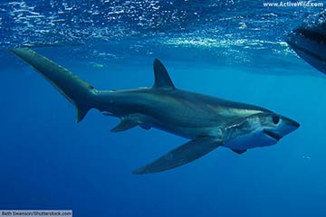 Bigeye-Thresher-Shark