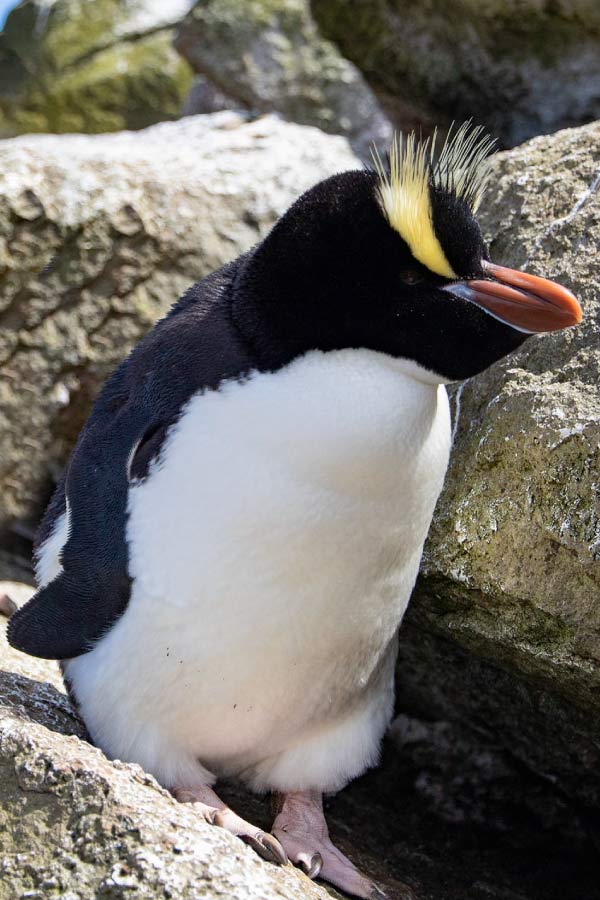 Erect-Crested Penguin