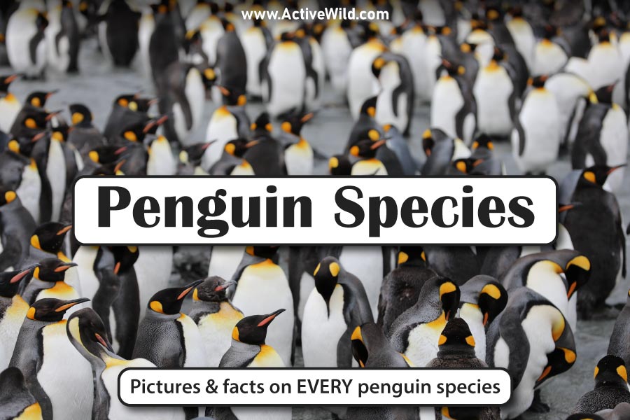 Penguin Species List