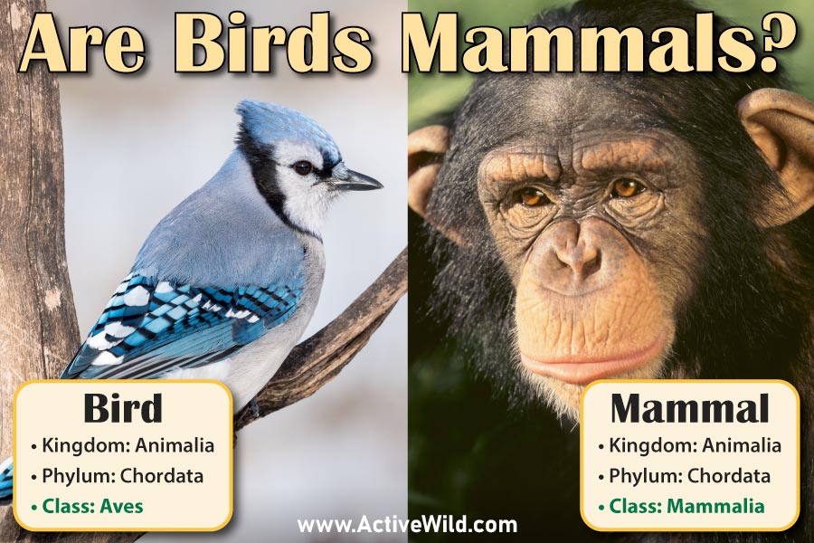 Are Birds Mammals? Find Out In This Definitive Guide!