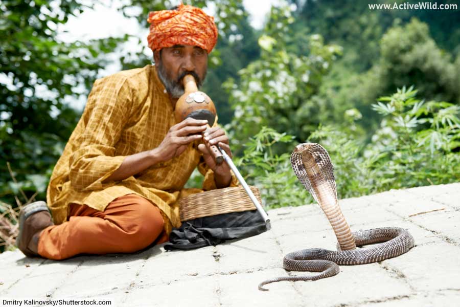 Indian Cobra Snake Charmer