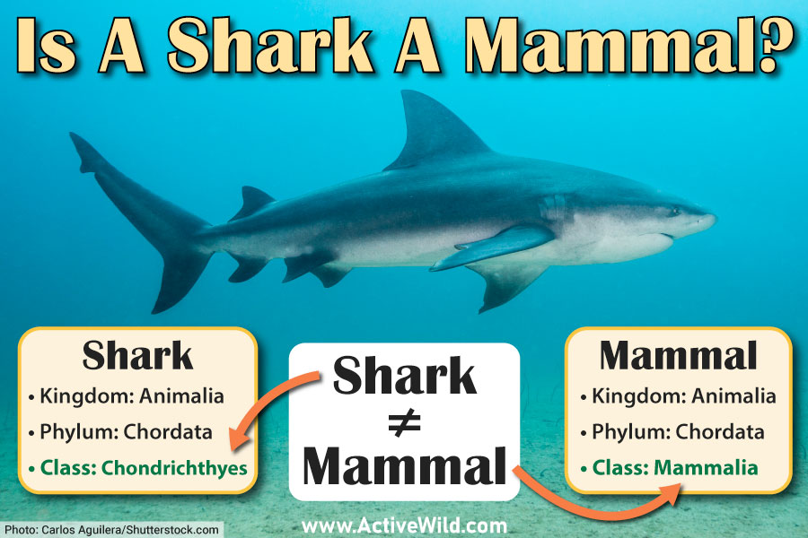 Are Sharks Mammals? Is A Shark A Mammal Or A Fish?