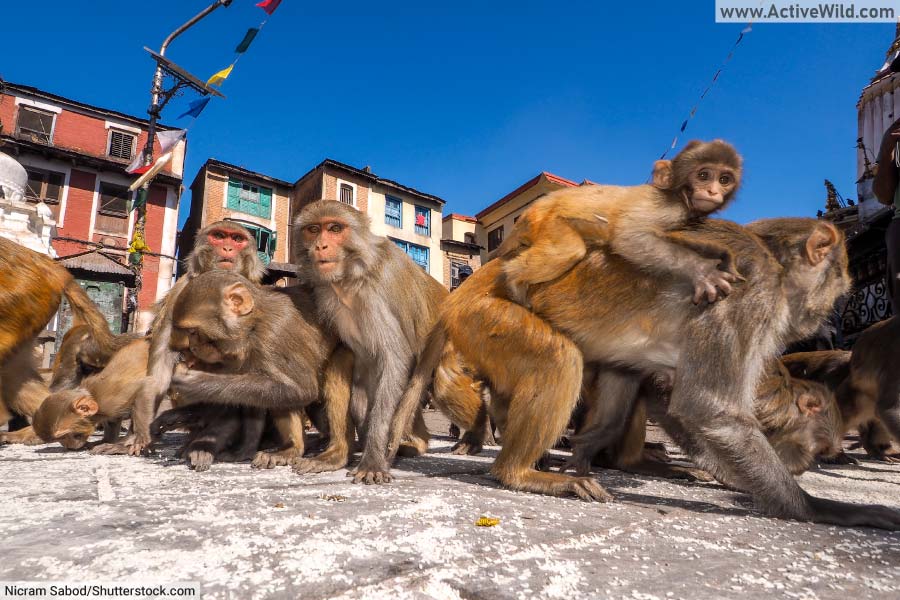 Rhesus Macaques in city
