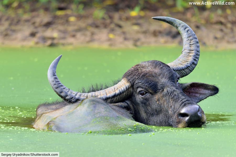 Water Buffalo