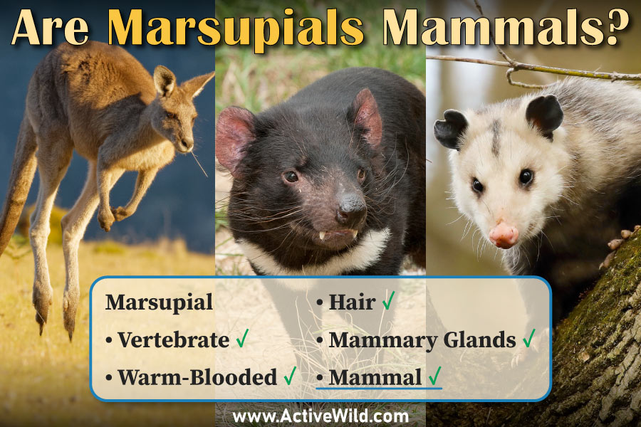 Are Marsupials Mammals (And Why)? Marsupials Vs Placental Mammals
