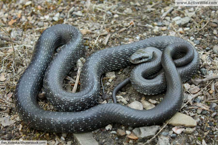 Melanistic Aesculapean snake