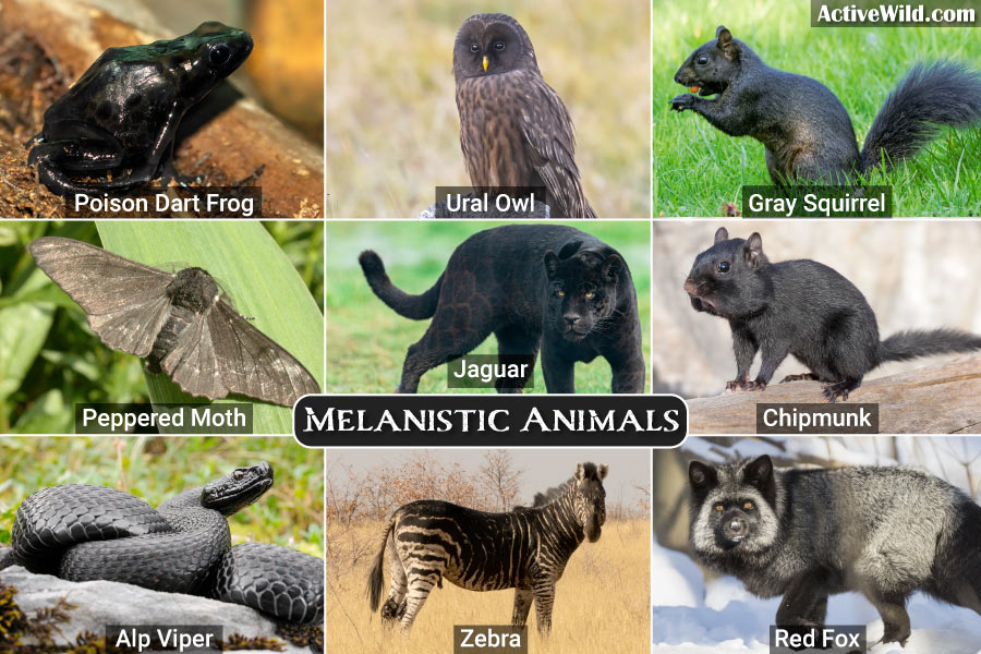 Melanistic Animals Pictures & Facts, What Is Melanism In Animals?