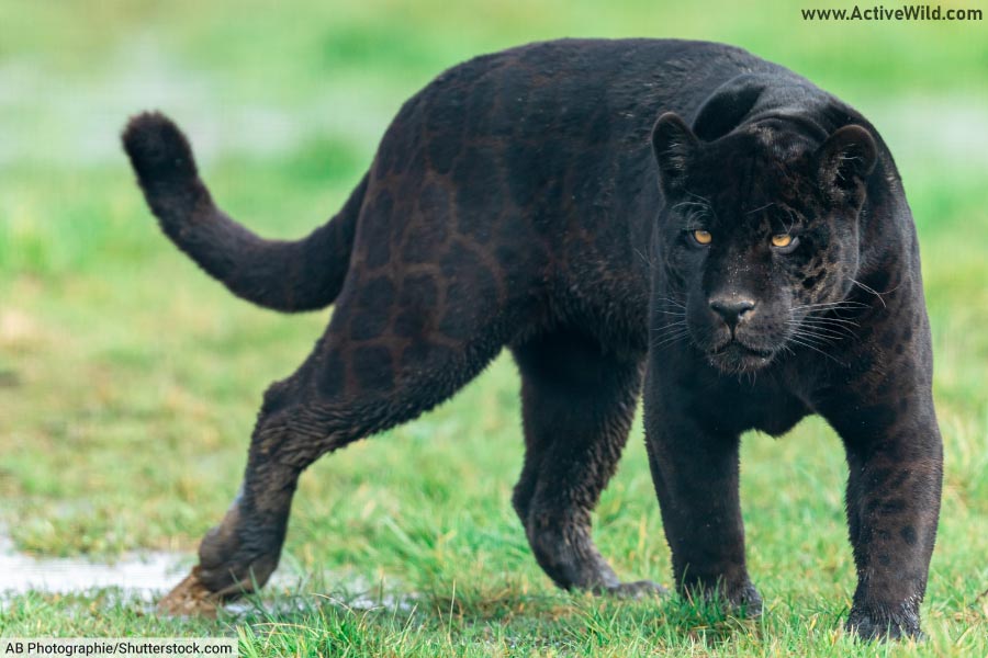 Melanistic Animals Pictures Facts What Is Melanism In Animals Melanistic Animals Pictures Facts What Is Melanism In Animals