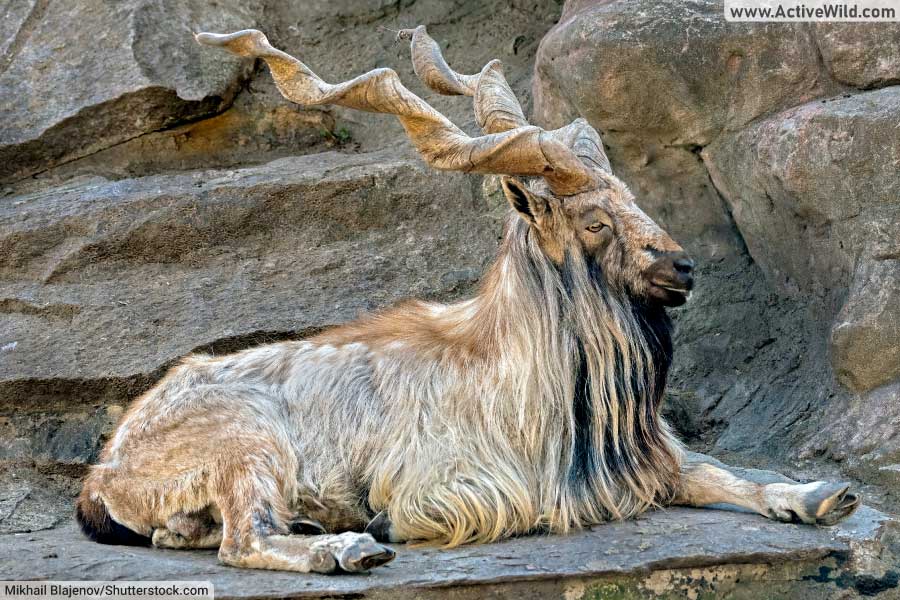 Animals With Horns – Pictures & Facts On Amazing Horned Animals