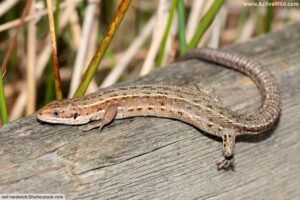 Types Of Lizards List: Pictures & Facts On Amazing Lizard Species