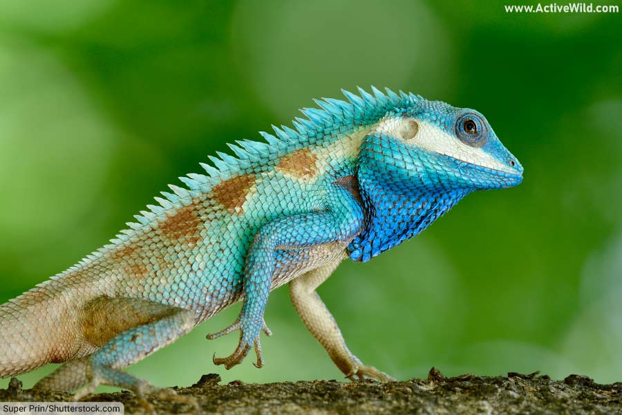 Indo-Chinese Forest Lizard