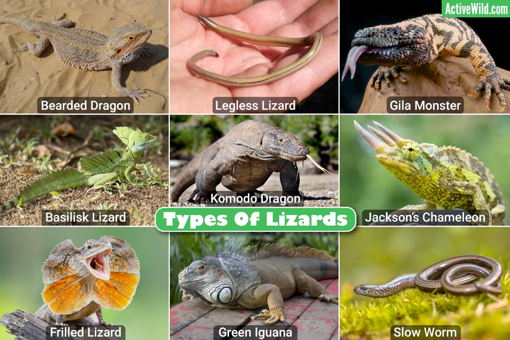 Types Of Lizards List: Pictures & Facts On Amazing Lizard Species