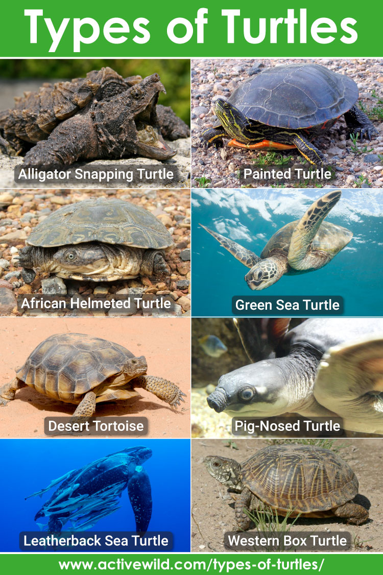 Types Of Turtles With Pictures, List Of Interesting Turtle Species