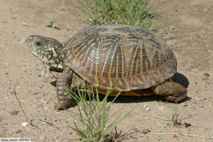 Western, or Ornate Box Turtle