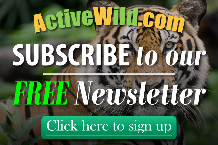 Active Wild Email Subscriber-Form-Image