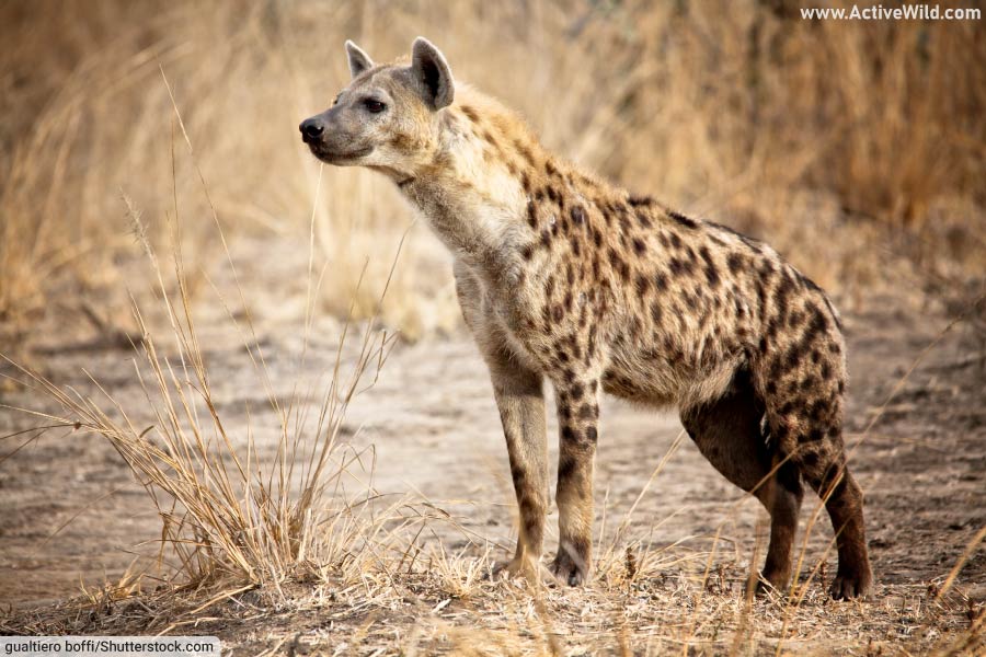 spotted hyena active wild