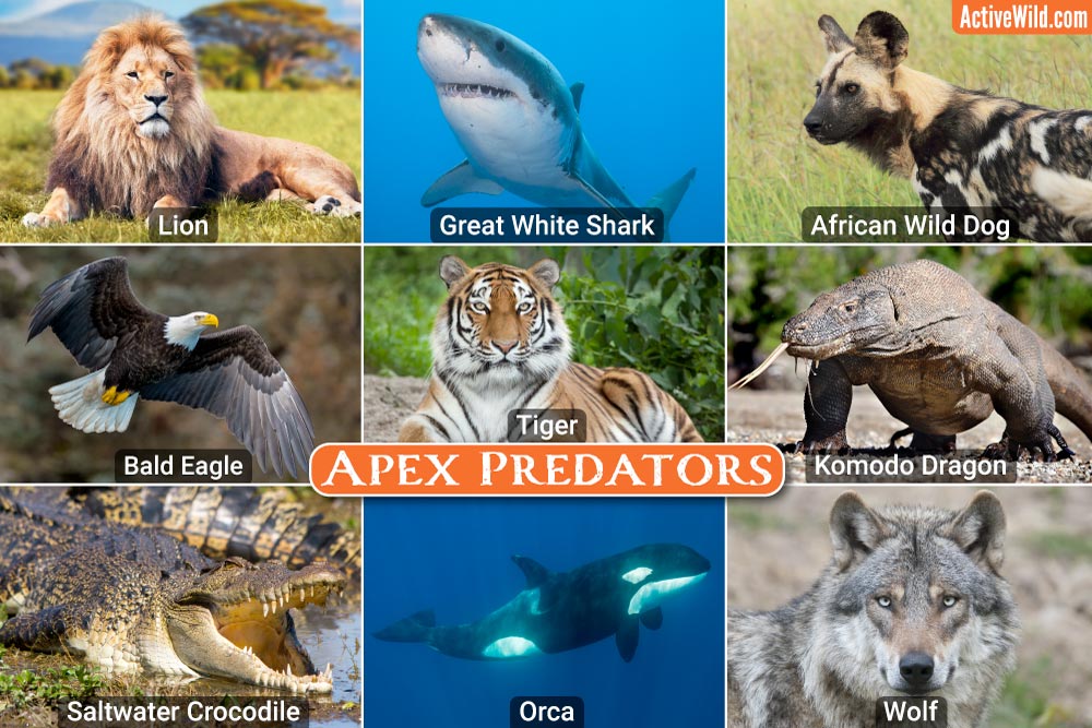 Apex Predators List, Pictures & Facts: The Most Amazing Top Predators