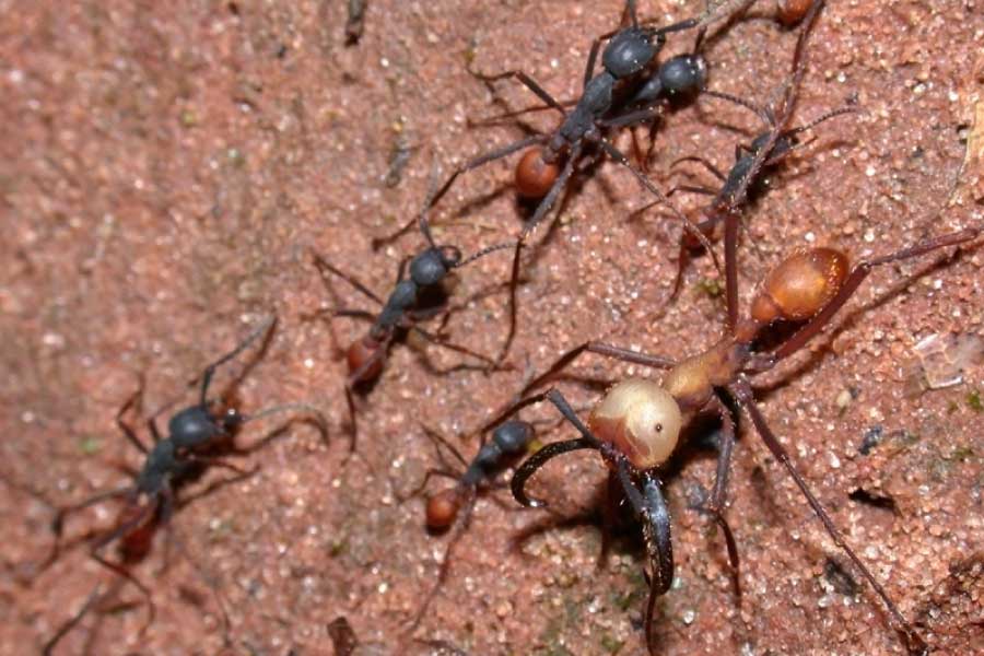 Army Ants Eciton burchelli