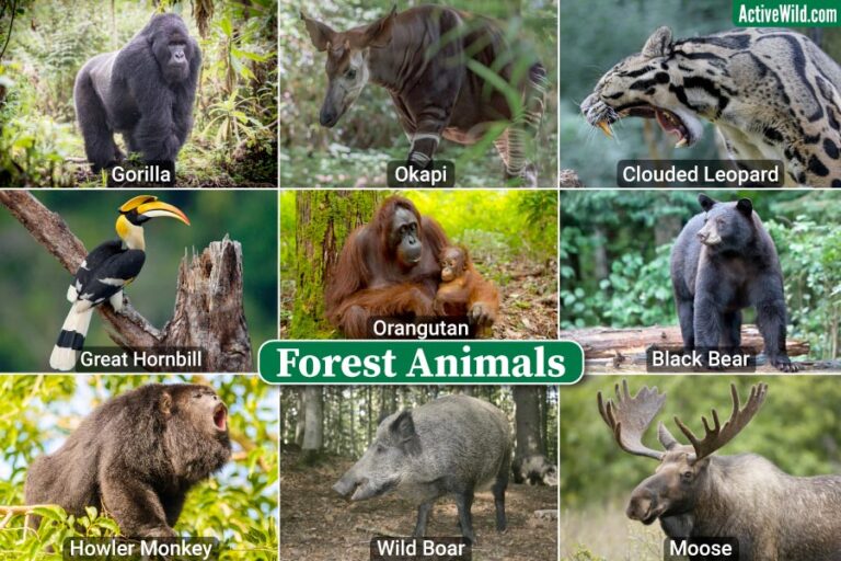 Forest Animals Pictures Interesting Facts On Animals That Live In Forest Animals Pictures Interesting Facts On Animals That Live In