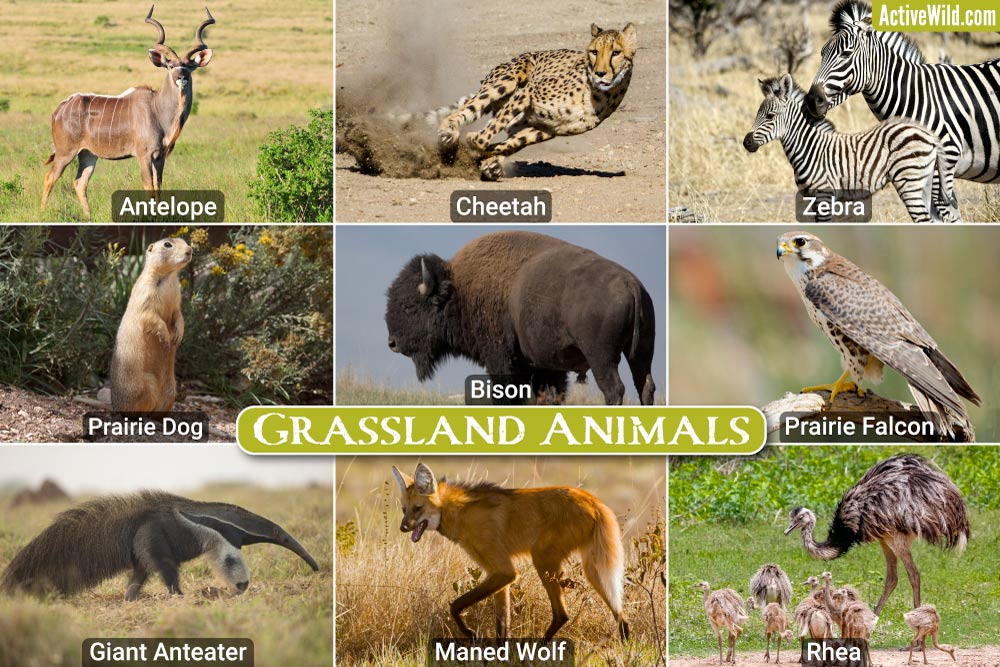 Grassland Animals List, Interesting Facts, Animals That Live In Grasslands