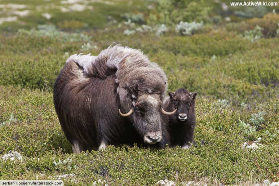 Female Musk Ox With Calf